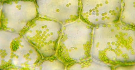 Chloroplast: Structure, genome, and function