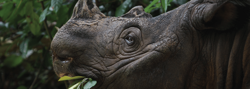 Help is on the way for the endangered Sumatran rhino, courtesy of NGS sequencing