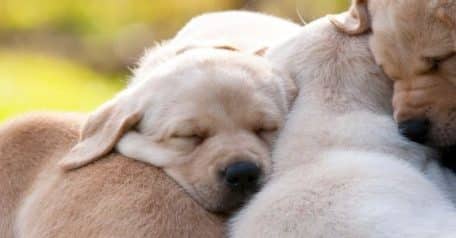 Hip dysplasia in your beloved dog? Prime editing may offer a future solution