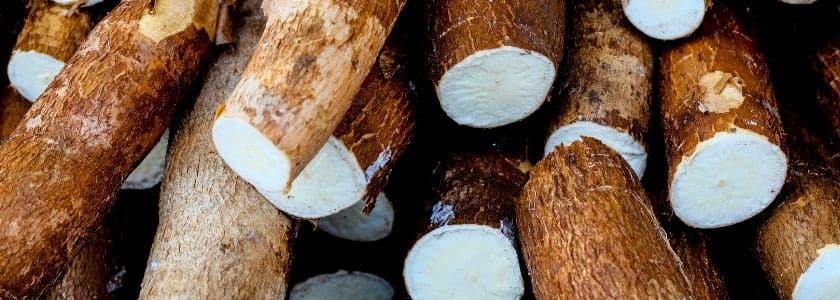 CRISPR-editing a crucial food to make it safer for humans