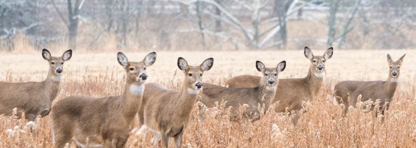 Saving endangered and threatened animals, one NGS experiment at a time