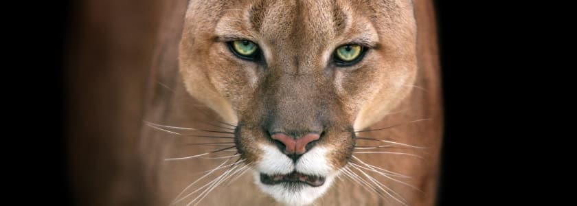 Southern California’s mountain lions face long-term survival challenges