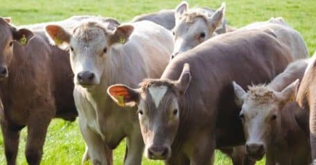 CRISPR produces a calf resistant to a major killer