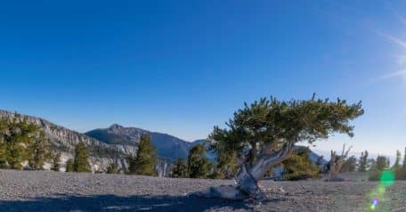 Why do bristlecone pines live so dang long? It may be in their DNA