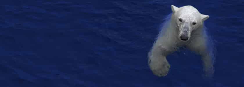 DNA studies show connections between grizzly bears and polar bears