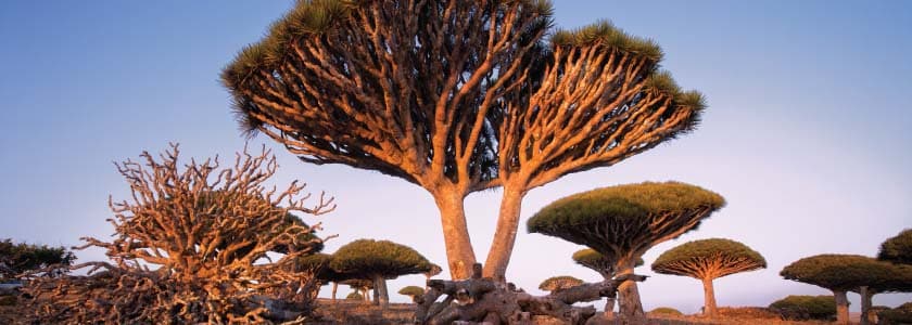 Stranded on a desert island, a unique DNA subgroup