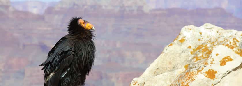 The California condor regains its habitat—but genetic depression remains