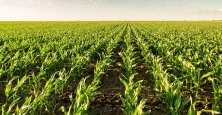 Can CRISPR help ease climate change food insecurity in Africa?