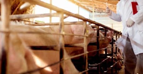 Could gene-edited bacon be coming to a grocery aisle near you?